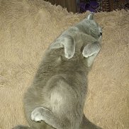 ��������, 33 ����, ������