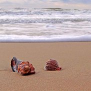 �������, 45 ���, ������-��-����