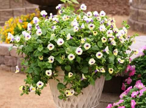 . (Torenia)       ,   ... - 3