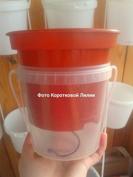 Вот такой "Ахименесовый водопад" был у меня на балконе этим летом! Возможно, такое ... - 3