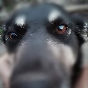 �����, 38 ���, ��������