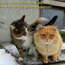 ������ �����))) �� ������� ���� ����������