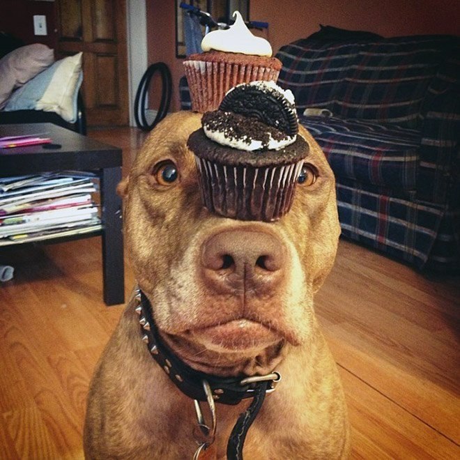   .: stuffonscoutshead (instagram)