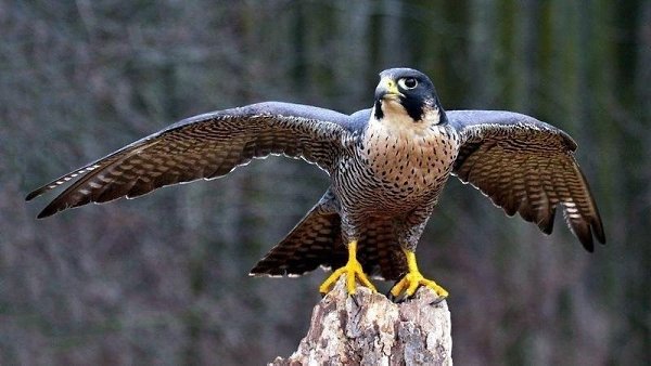Самая большая скорость в животном мире – 322 км/ч. Эту скорость развивает сапсан при пикировании на ...
