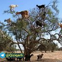 ���� Maksud, ������, 43 ���� - ��������� 8 �������� 2018