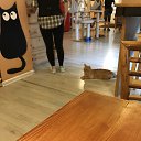 Cat cafe   Vilnus