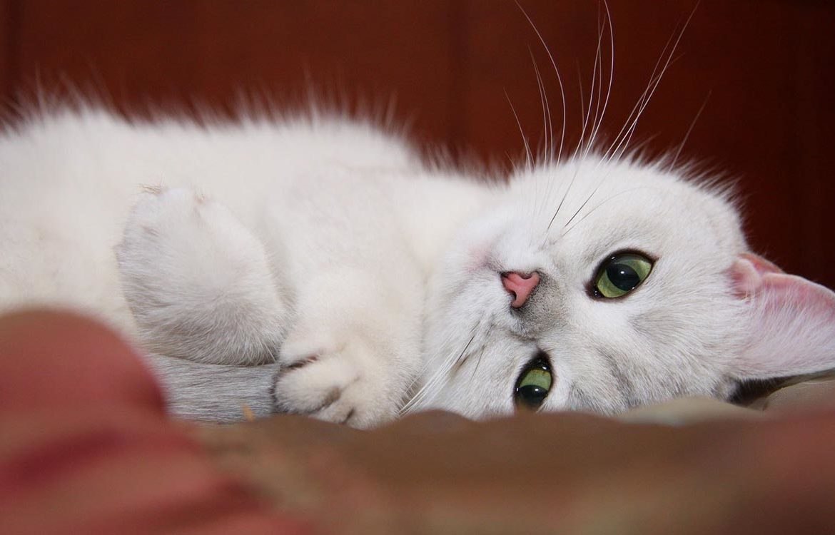 Стеснительный любимый. Кошка белая. Белая кошка с зелеными глазами. Нежная кошка. Красивая белая кошка.