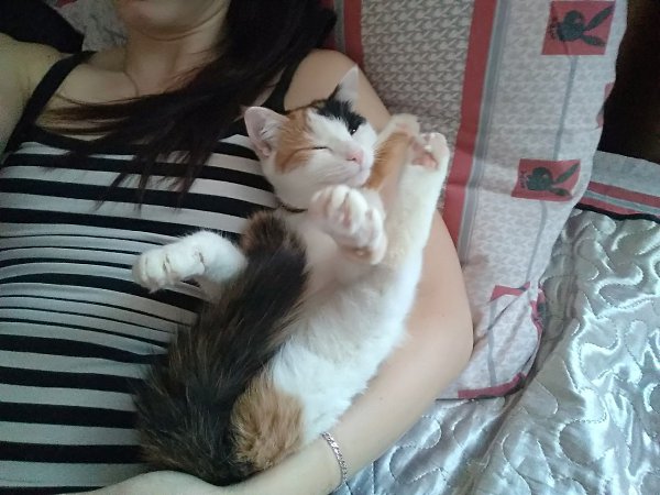 #Безкота_добро.А вот и моя история)) В конце сентября 2017 в подъезде появилась кошечка. Примерно 3 ... - 3