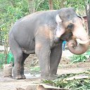 ���� Aru, �������� - ��������� 16 ������� 2018 � ������ �GURUVAYUR, KERALA, INDIA�