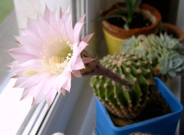 . (Echinopsis)     (Cactaceae).   ... - 3