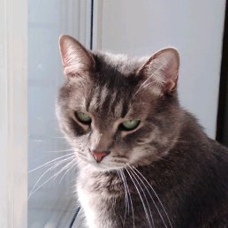 �������, ������, 35 ���