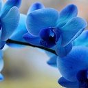 ���� ... Nika..., ����������� - ��������� 2 ������� 2019 � ������ ���� ����������