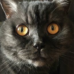 ����, ������, 58 ���