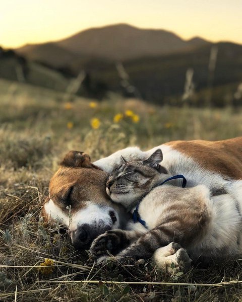 Важно найти единомышленника, остальное все по плечу! Автор henrythecoloradodog - 6