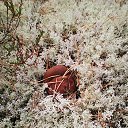 ���� ��������, �����������, 41 ��� - ��������� 17 �������� 2018 � ������ ���� ����������