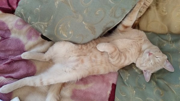 #Безкота_добро.Дети принесли котёнка, вырос такой красавец. - 2