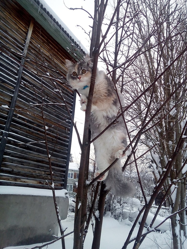   e ec?)))