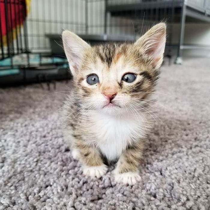 #@catism.   ,   ,     ,  ... - 2