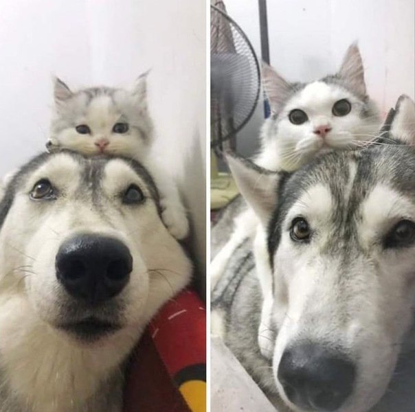   -  