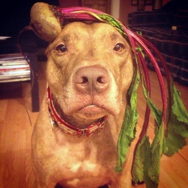   .: stuffonscoutshead (instagram) - 3