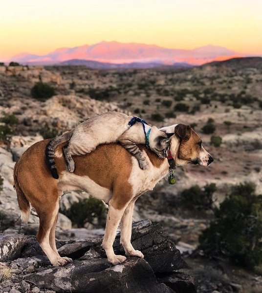Важно найти единомышленника, остальное все по плечу! Автор henrythecoloradodog - 8
