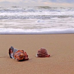 �������, ������-��-����, 45 ���