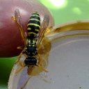 ���� Velvad, ���� - ��������� 12 �������� 2018 � ������ �VELVAD. WASP HAVE DINNER�