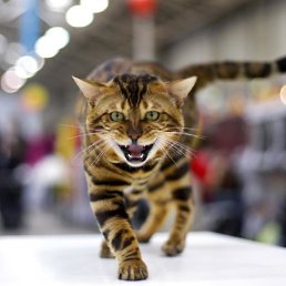 ���� ������������, ���������, 48 ���