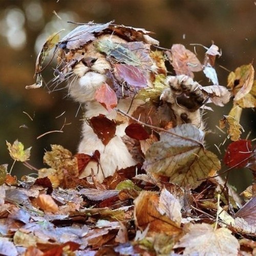 Тигрёнок радуется осени - 4