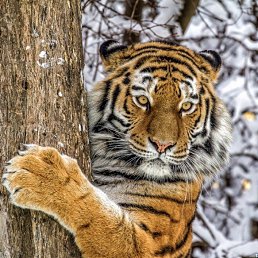 �������, ���������, 36 ���