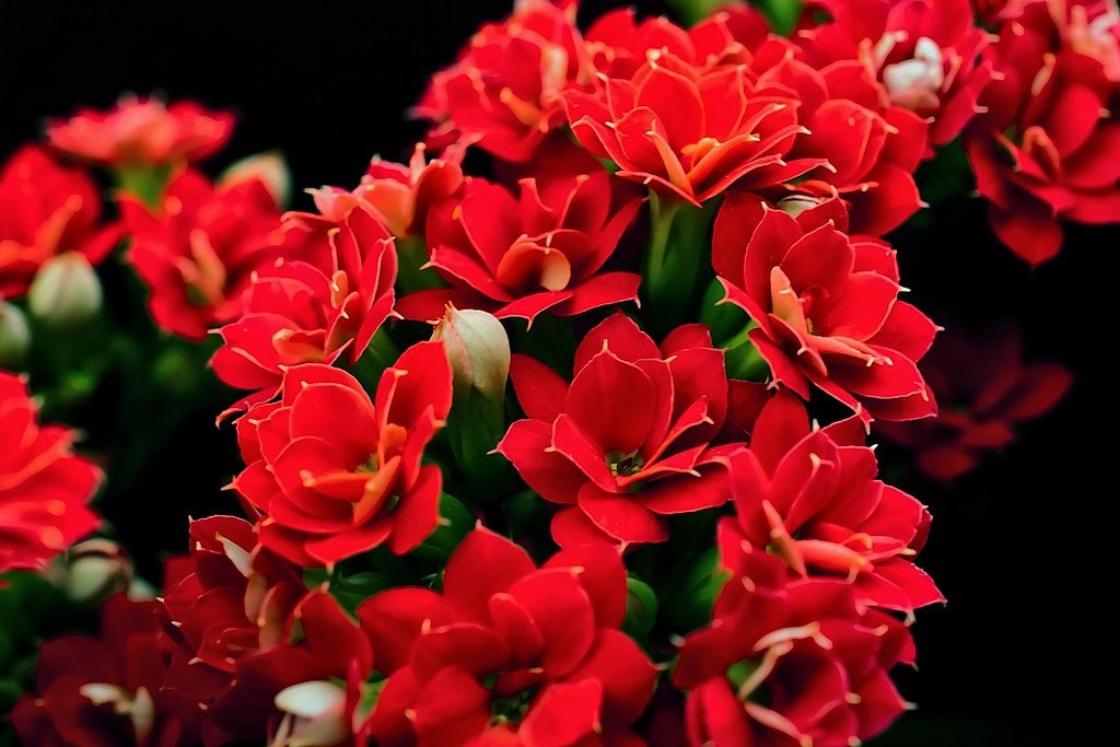 . (Kalanchoe)         ,  ...