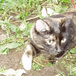 ������, �����-��������, 60 ���