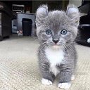 ���� ����, ����������, 68 ��� - ��������� 1 ������� 2019 � ������ ������ ��������