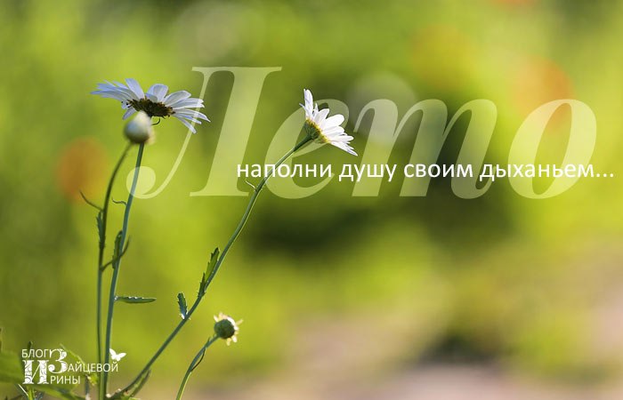 Сегодня на Фотостране Золотой день лета.... ХОЧЕТСЯ ЛЁГКОГО, СВЕТЛОГО, НЕЖНОГО… Хочется легкого, ...