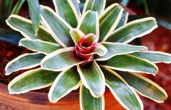 . (Neoregelia)     ,    ...