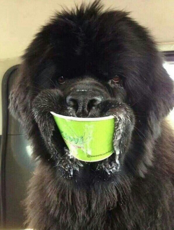 Ньюфаундленд. Мощь и доброта - 5