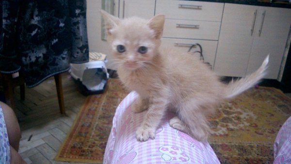 #Безкота_добро.Дети принесли котёнка, вырос такой красавец.