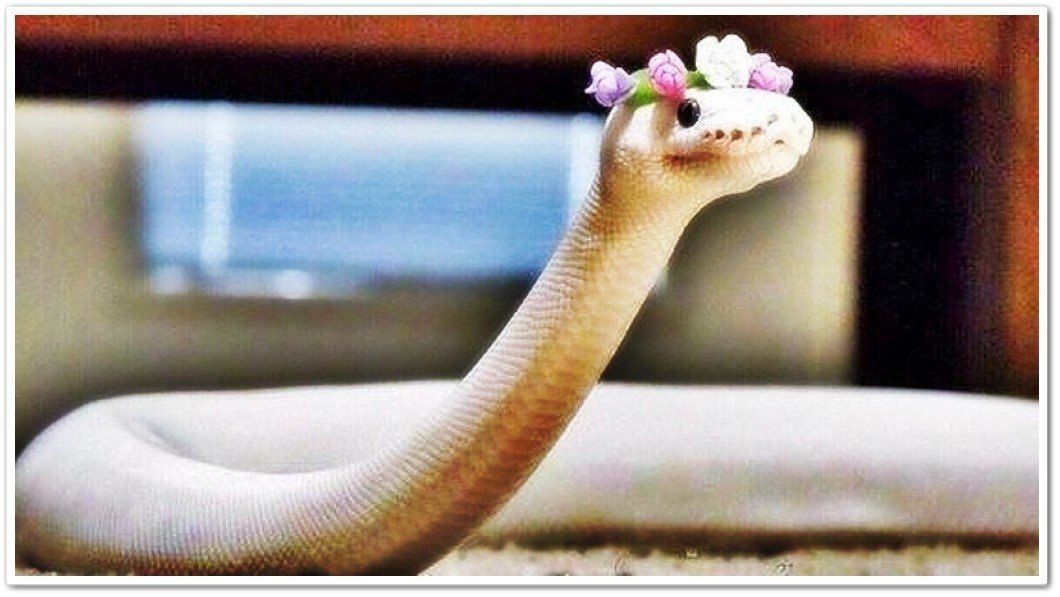         )))