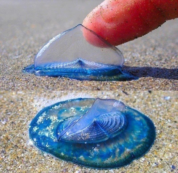  Velella velella -  ,    .