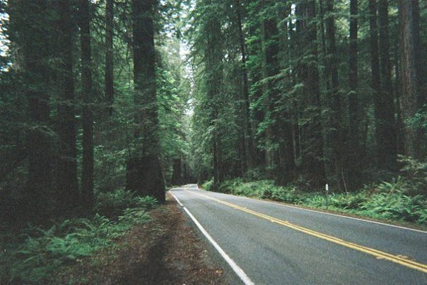 В лесу все кажется другим: вкус еды, воздух, мысли. Человек становится чище. - 6