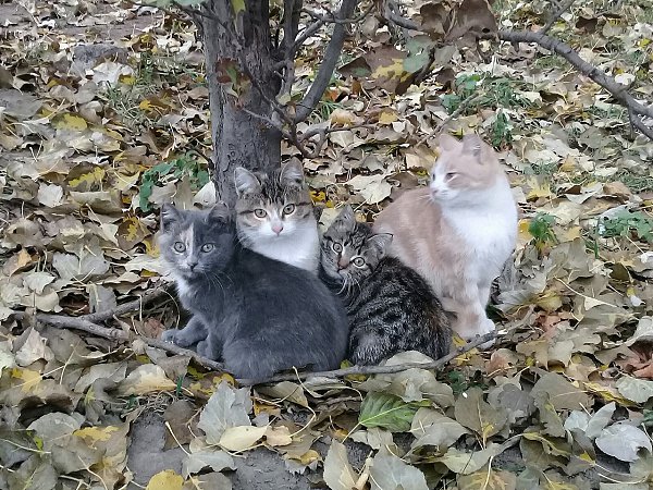 Поздняя осень.