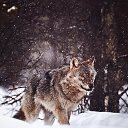���� Kara Murat, ����������� - ��������� 21 ������� 2019 � ������ ������ ��������