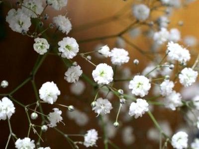 .  (. Gypsophila),  -, ,   ... - 3