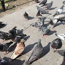 ���� ��������, ������ - ��������� 15 ������ 2018 � ������ ���� ����������