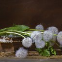 ���� Rosa, ��� - ��������� 13 ������� 2018 � ������ �****�