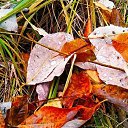 ���� �����, �����, 30 ��� - ��������� 16 ������ 2019 � ������ ���� ����������