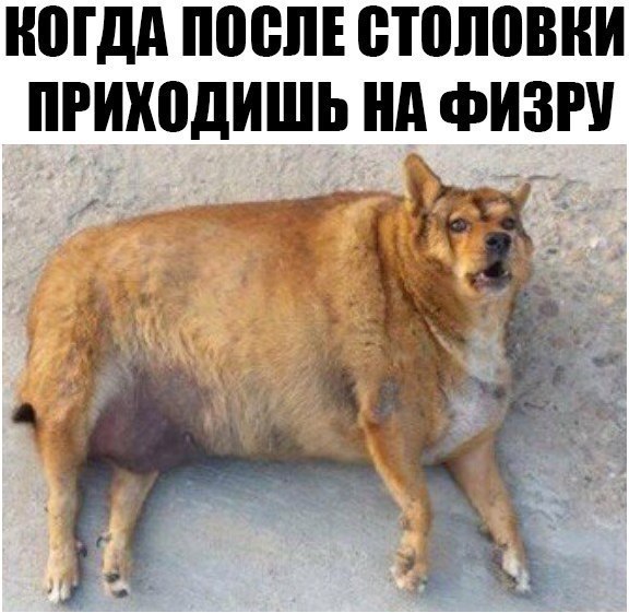 Четкие приколы - 6 декабря 2018 в 17:07