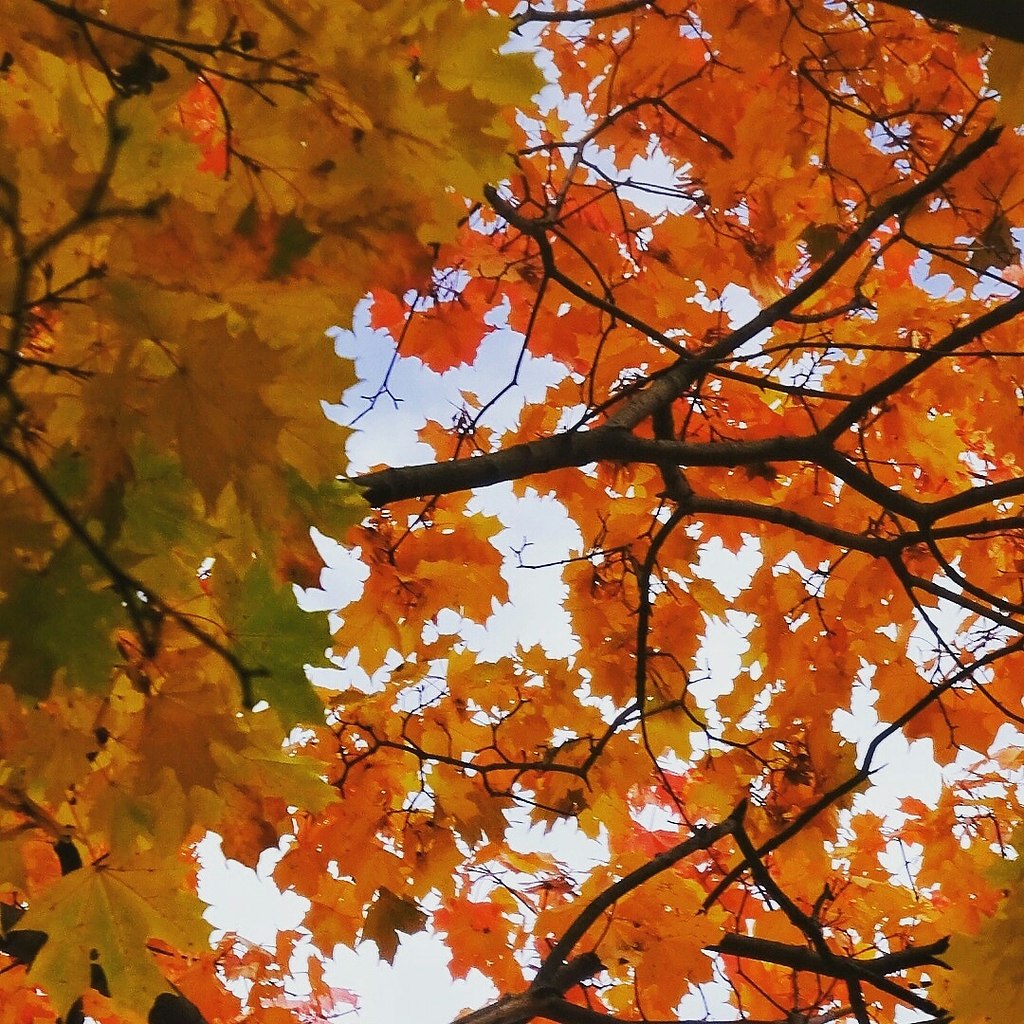 Москву заметет снегом.Обожаю,так и тянет на улицу.А я с приветом ,от яркой красавицы осени Все ...