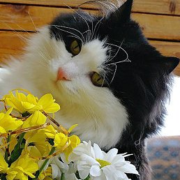 Marina, , 65 