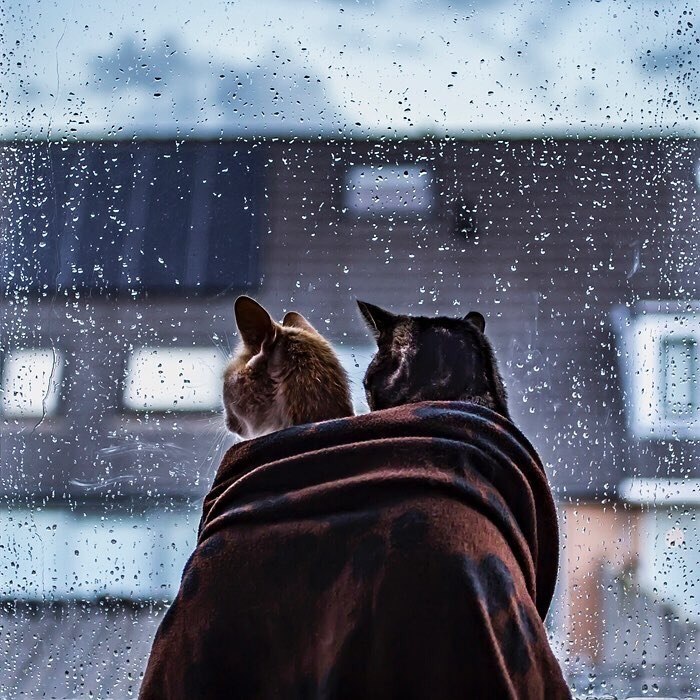    ,    . - 4